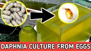 HOW TO HATCH DAPHNIA EGGS  HOW TO CULTURE DAPHNIA [upl. by Annaor]