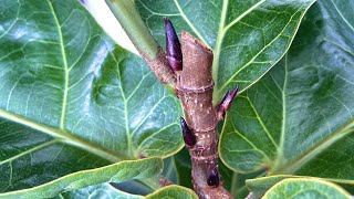 How to produce lots of Ficus Lyrata buds [upl. by Ellenig]