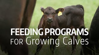 Feeding Programs for Growing Calves [upl. by Zamir]