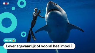 Onderzoeker zwemt naast gigantische mensenhaai [upl. by Novehc]