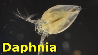 Daphnia [upl. by Noryk]