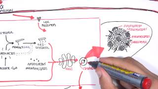 Physiology of Lipoproteins Cholesterol [upl. by Aerdno]