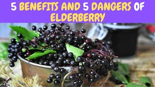 5 Benefits and 5 Dangers Of Elderberry [upl. by Drew706]