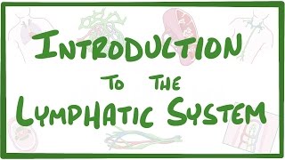 Introduction to the Lymphatic System [upl. by Alil825]