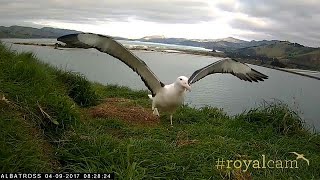 Watch Endangered young albatross takes to the skies for the first time [upl. by Faden]