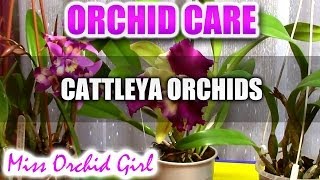 Orchid Care  How to care for Cattleya Orchids  watering fertilizing reblooming [upl. by Iak413]