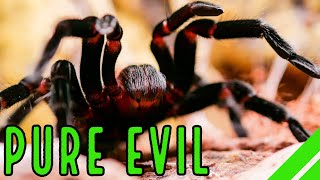 Mexican Red Rump Tarantula BrachypelmaTliltocatl vagans Care amp Facts [upl. by Launcelot24]