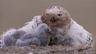 Snowy Owl [upl. by Meuse]