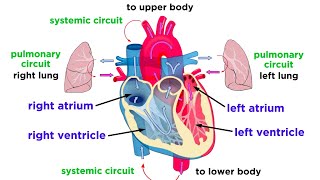 The ECG Course  Sinus Rhythms [upl. by Uchida182]