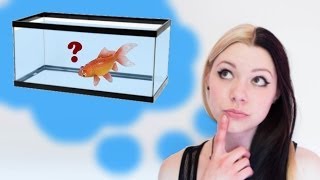 HOW TO SET UP A GOLDFISH TANK [upl. by Dzoba]