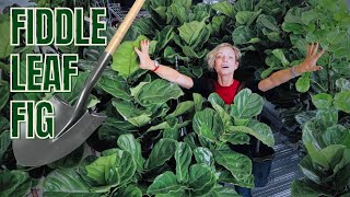 Fiddle Leaf Fig Repotting  Basic Care Tips  Ficus Lyrata 🌱 [upl. by Carmella418]