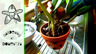 Repotting A Cattleya The Traditional Way  tips amp tricks [upl. by Rostand409]