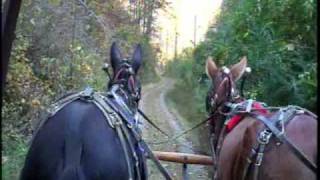 Mule Team Wagon Ride  Eastern Tennessee [upl. by Wilkinson59]