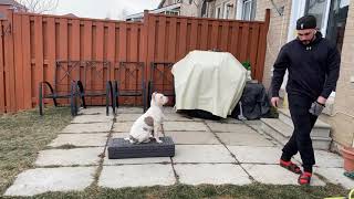 XL American Bully Puppy Training [upl. by Oglesby]