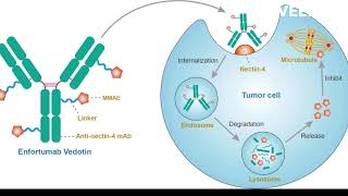 Enfortumab mode of action [upl. by Adnopoz453]