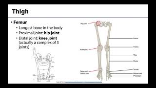 Lower Limb  Bones amp Joints [upl. by Didier]