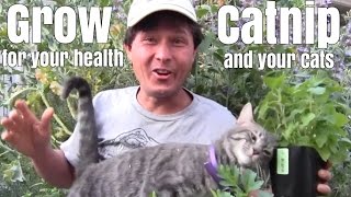 Grow Catnip Plants for Your Health and Your Cats [upl. by Izzy51]