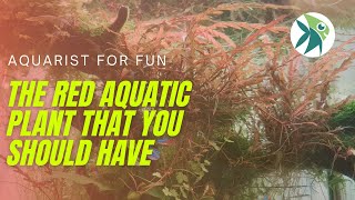 HYGROPHILA PINNATIFIDA the RED AQUATIC PLANT that you should know about CARE GUIDE amp MELTING TIPS [upl. by Ijar76]