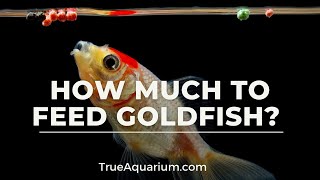 How Much to Feed Goldfish [upl. by Ahseinad]