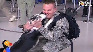 Soldiers Reunited with Dogs Veterans Day 2020  The Dodo [upl. by Eugnimod]