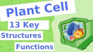 The Plant Cell  13 Key Structures [upl. by Etnahsa740]