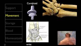 The Skeletal System [upl. by Sehcaep412]