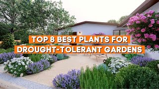 Top 8 Best Plants for Drought Tolerant Gardens ☀️✨  PlantDo Home amp Garden [upl. by Thanasi372]