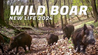 WILD BOAR a new life [upl. by Cj357]