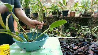 Como plantar uma orquídea cattleya Passo a passoA pedido de inscrito [upl. by Lehcyar]