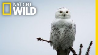 Silent Snowy Owl Attack  Alaskas Deadliest [upl. by Esiuolyram343]