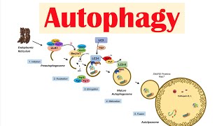 Autophagy  Macroautophagy amp Importance in Health [upl. by Ahsienel552]