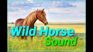 How a Wild Horse sound  Call Whinny neighing  Animal planet  Discovery effect [upl. by Ardnuahc]