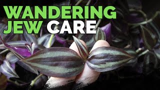 Wandering Jew Plant Care Growing Tradescantia Zebrina [upl. by Refeinnej728]