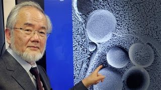 SelfEating Cell Research Wins Nobel in Medicine [upl. by Zeret]