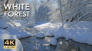 4K White Forest  Calming River Sounds  Snowy Woods  Relaxing Winter Nature Video  Ultra HD [upl. by O'Connell]