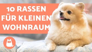 Hunde in der WOHNUNG halten  10 geeignete HUNDERASSEN [upl. by Holihs]