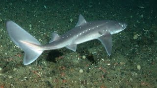 Facts The Spiny Dogfish [upl. by Wileen]