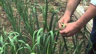 Garlic in the Home Garden Removing Scapes [upl. by Hugon]