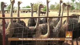 Visite guidée de la Ferme agricole KLEDU [upl. by Attenov438]