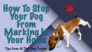 How To Stop Your Dog From Marking In Your Home  Tips From Al The Dog Trainer [upl. by Yramanna]