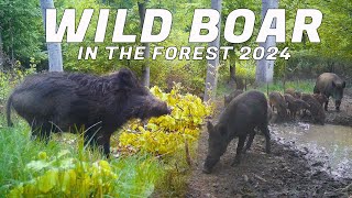 WILD BOAR in the forest [upl. by Olbap720]