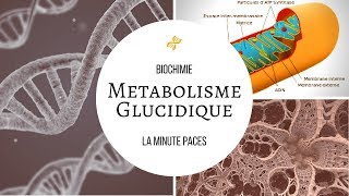 Biochimie  Métabolisme glucidique [upl. by Steele554]