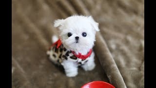 MUST WATCH LOOK HOW CUTE THIS MALTESE IS Teacup Puppy [upl. by Perrin213]