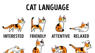 HOW TO UNDERSTAND YOUR CAT BETTER [upl. by Rutger]