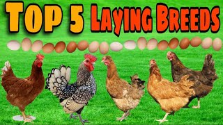 Top 5 BEST Egg laying Chicken Breeds [upl. by Rahcir173]