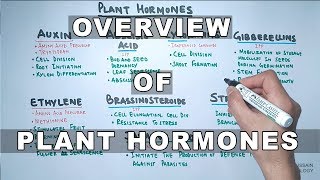 Plant Hormones  Types and Functions [upl. by Ainorev2]