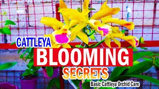 SECRETS on BLOOMING CATTLEYA  Cattleya Orchid Care [upl. by Ailes314]