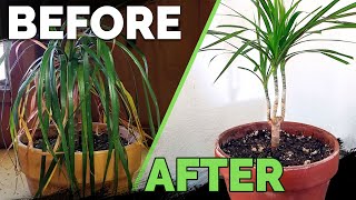 Houseplant Care Bring Your Houseplant Back to Life [upl. by Thetos317]