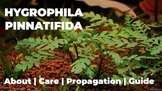 Hygrophila Pinnatifida Guide  Care  Propagation  Plant for Aquarium [upl. by Enajaras]