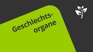 Geschlechtsorgane des Mannes  Überblick  Biologie  Humanbiologie [upl. by Ilah]